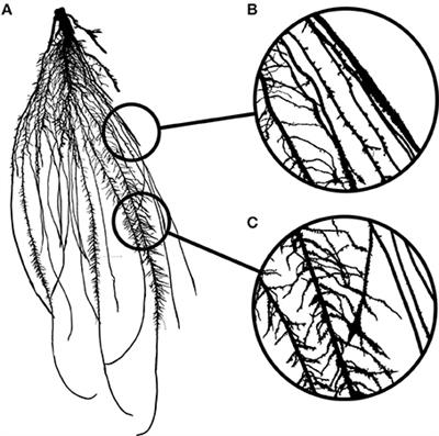 Using a Structural Root System Model to Evaluate and Improve the Accuracy of Root Image Analysis Pipelines